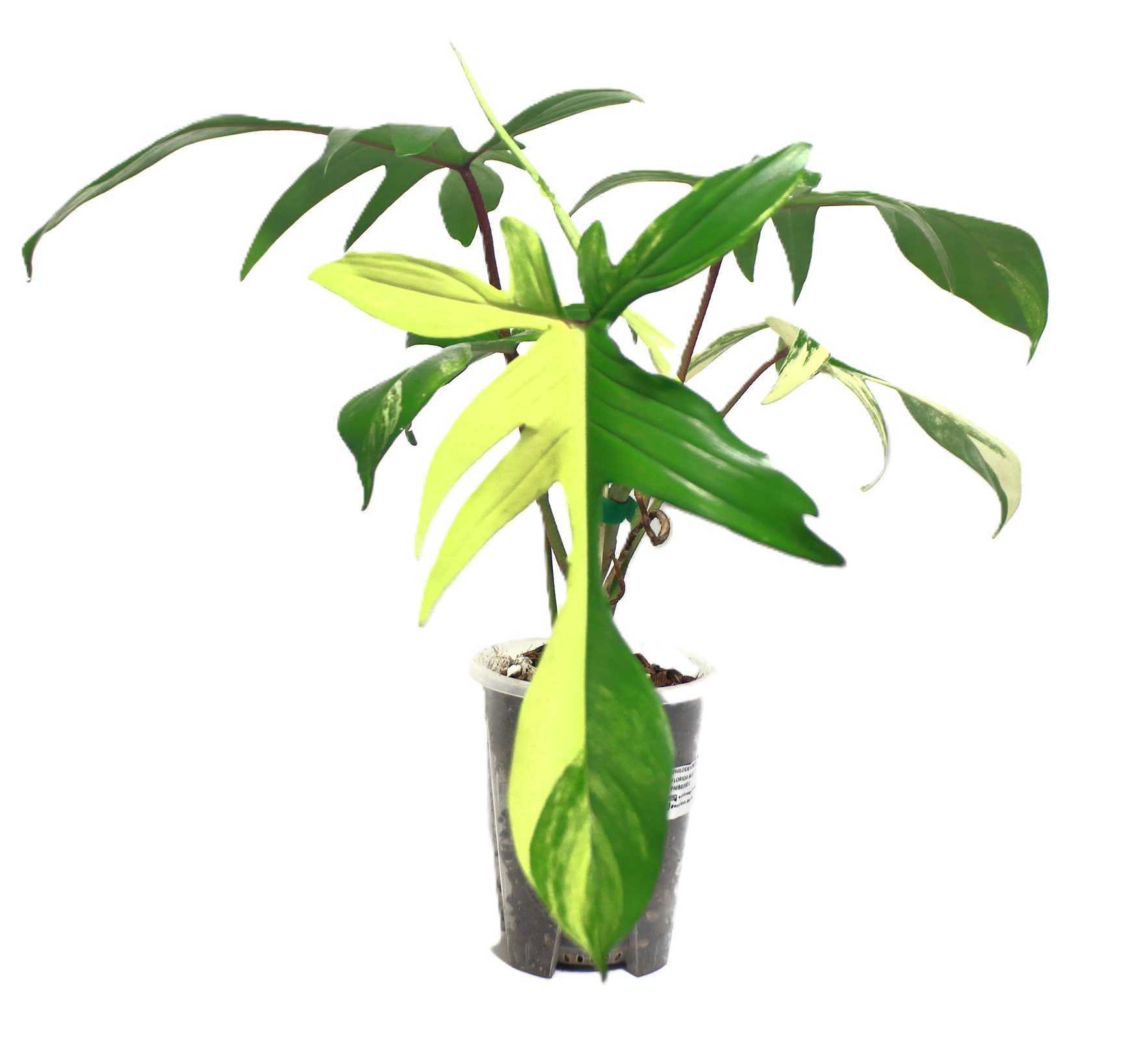 Philodendro Florida Beauty - Imagen 2