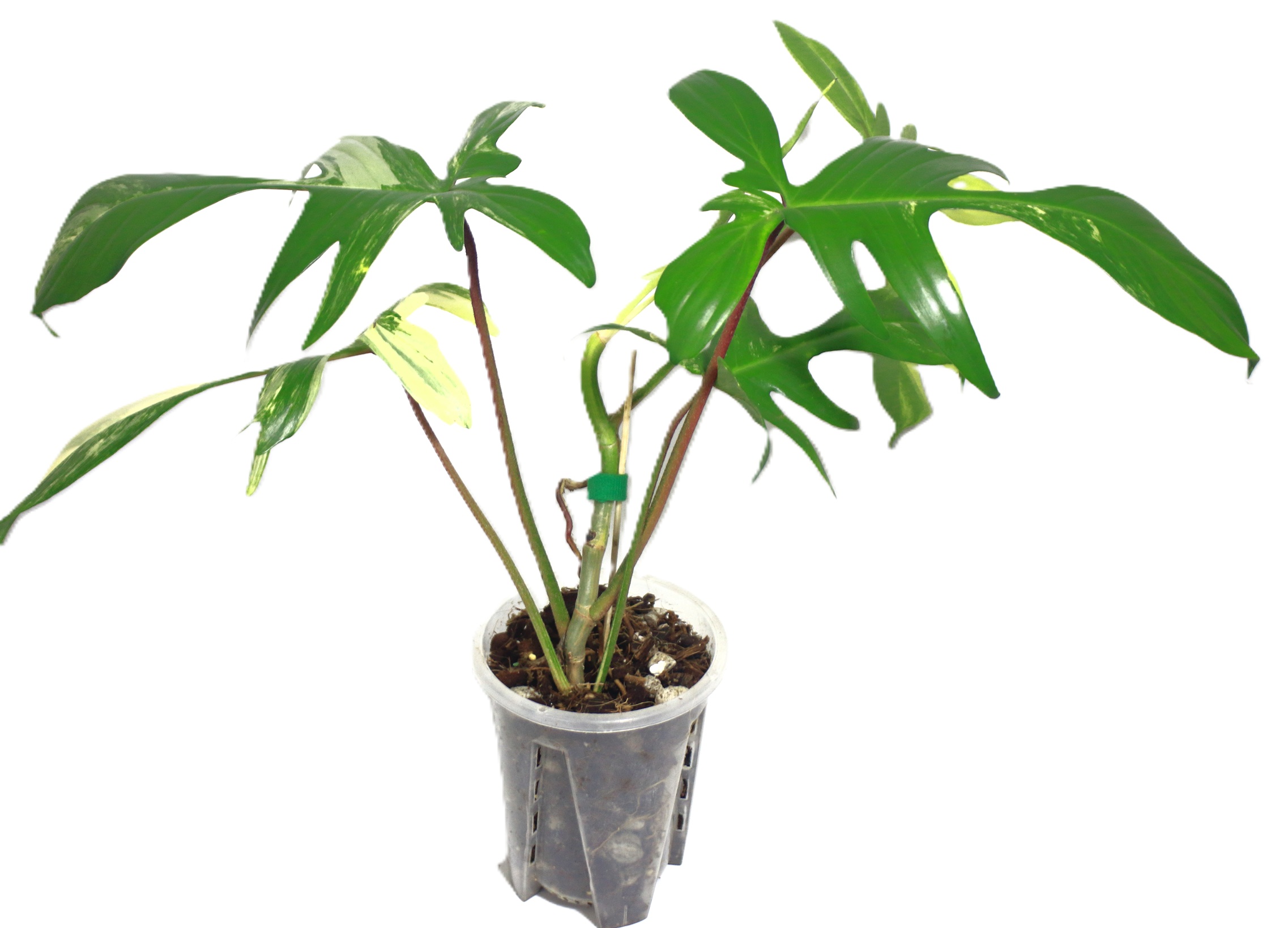 Philodendro Florida Beauty - Imagen 3