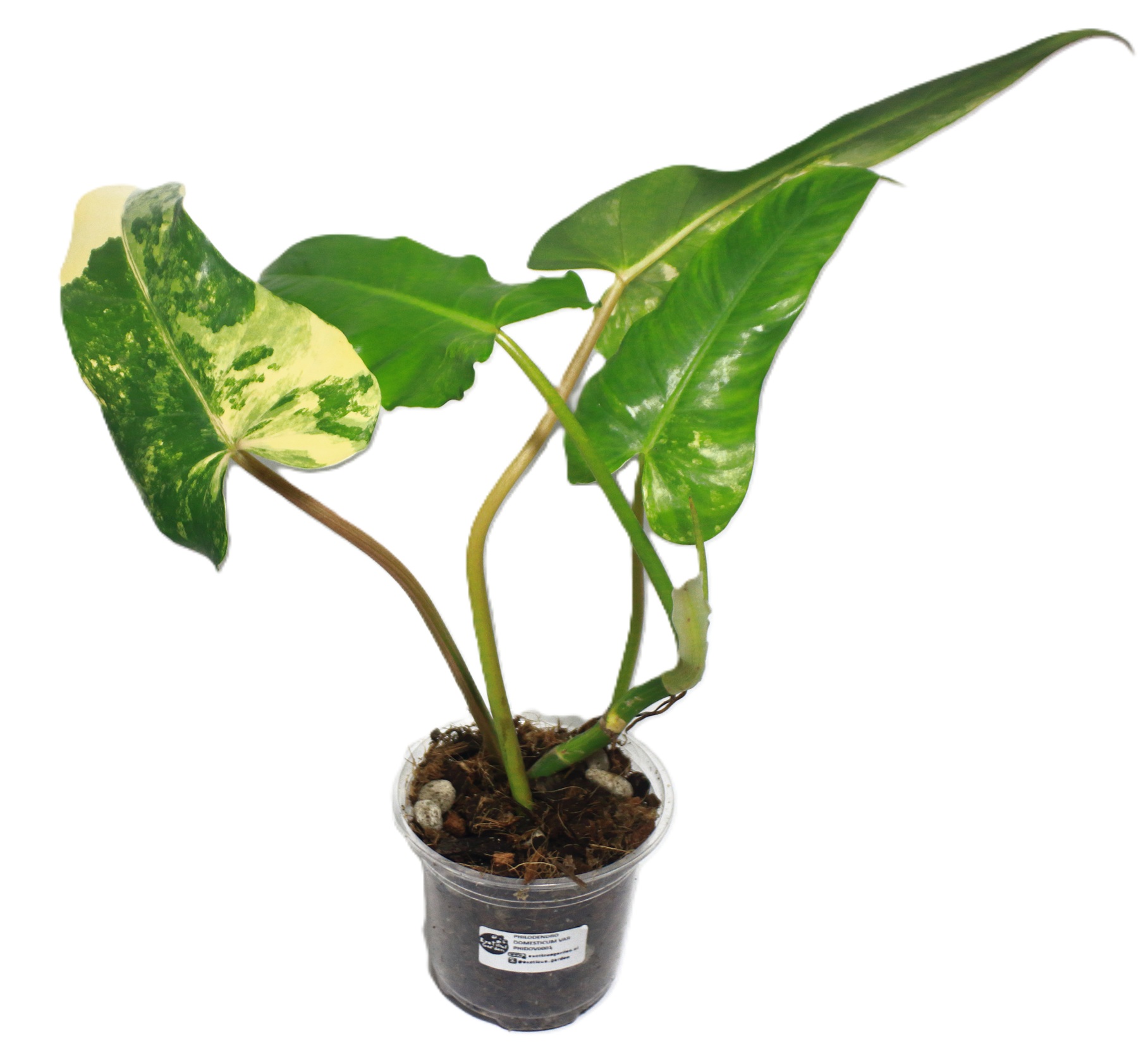 Philodendro Domesticum Variegado