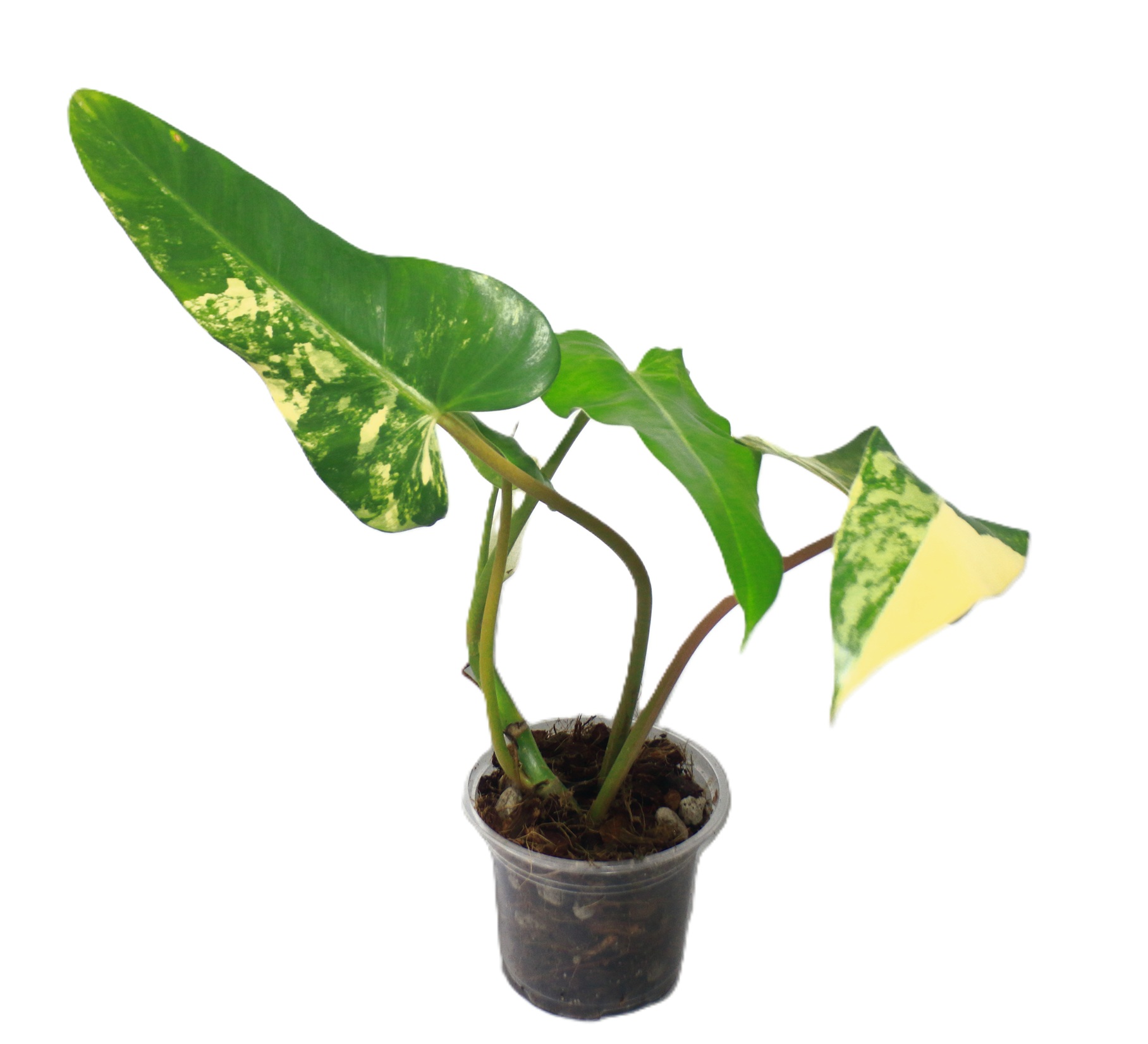 Philodendro Domesticum Variegado - Imagen 2