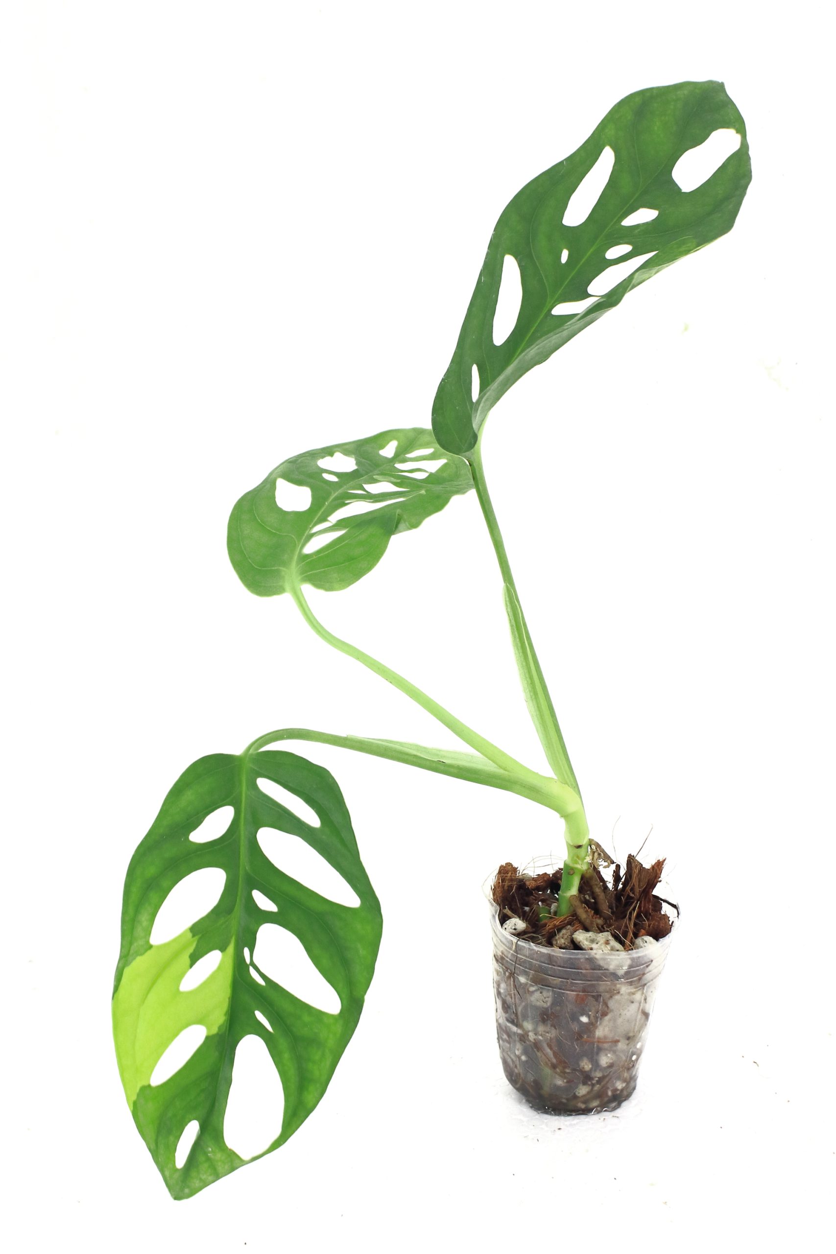 Monstera Adansonii Aurea