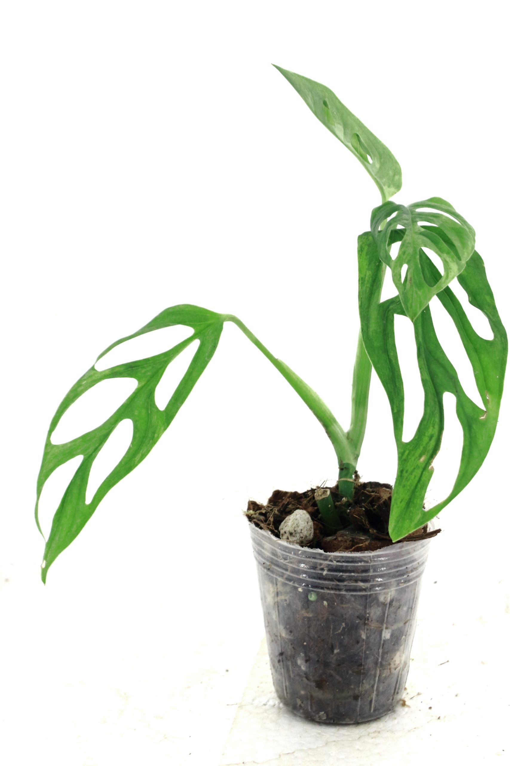 Monstera Adansonii Mint