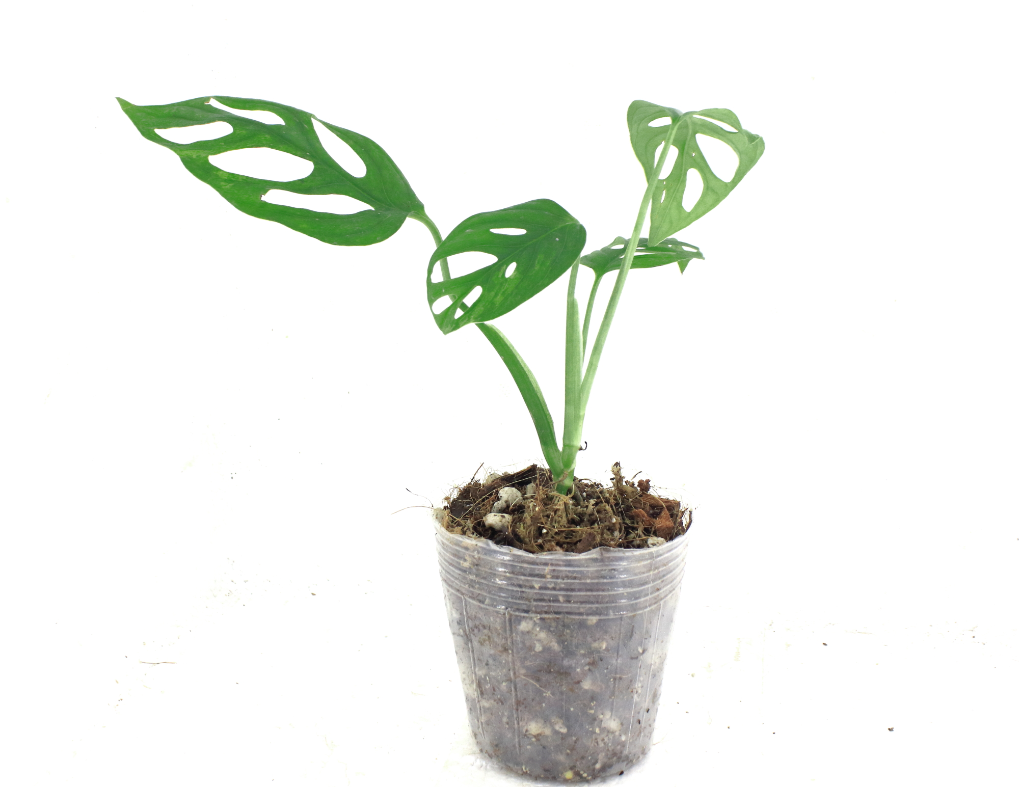 Monstera Adansonii Mint