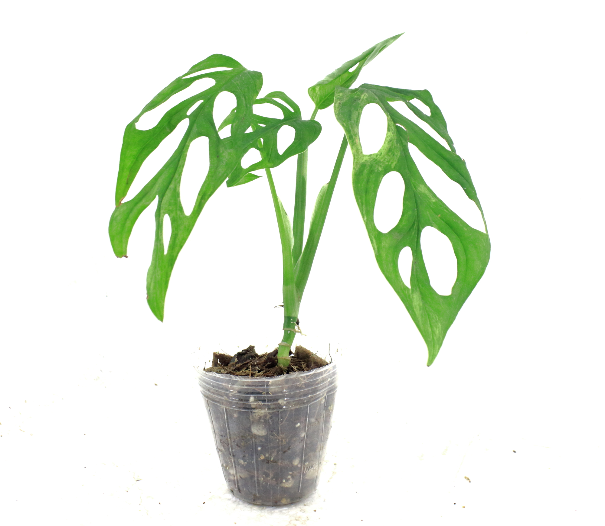 Monstera Adansonii Mint