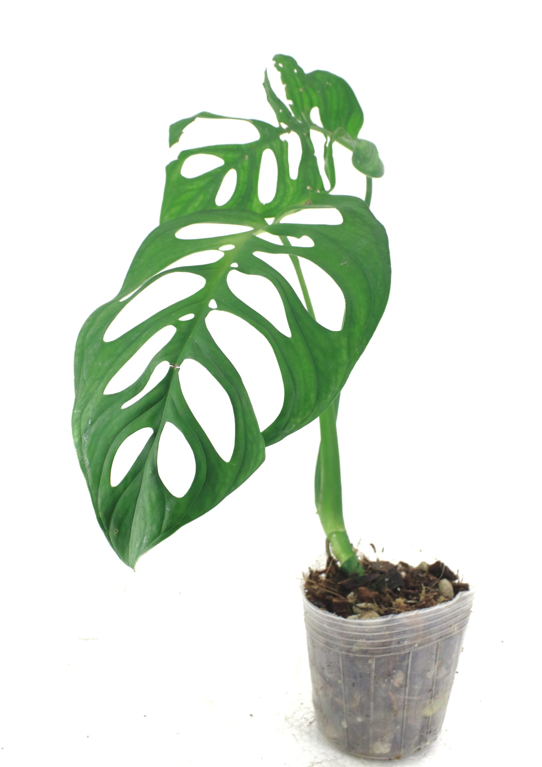 Monstera Esqueleto