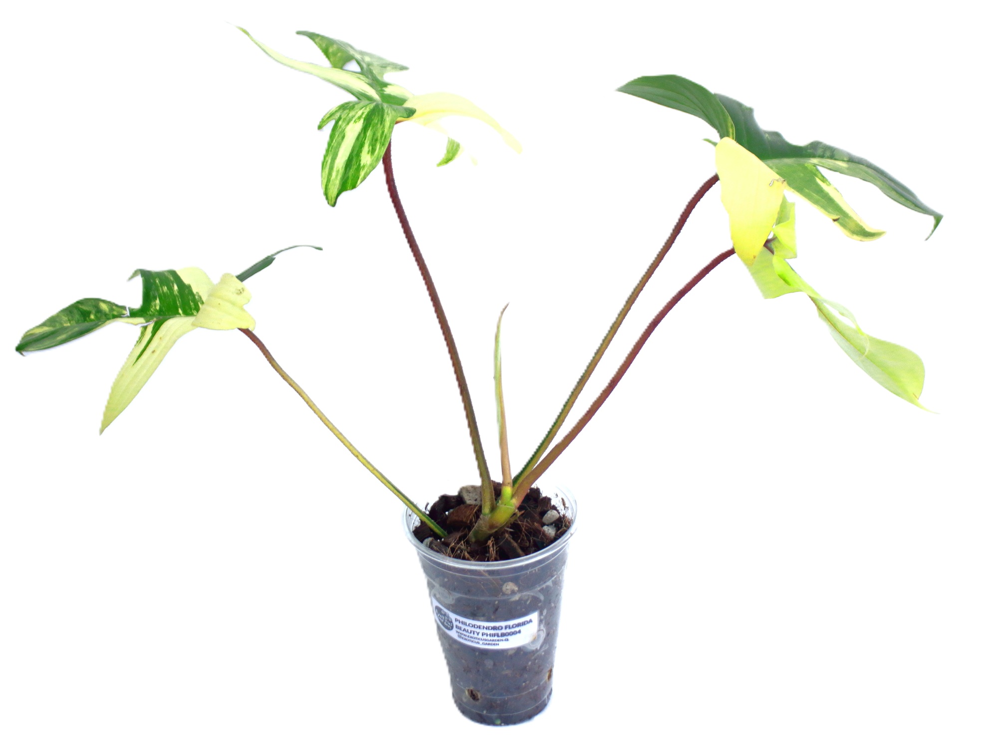 Philodendro Florida Beauty