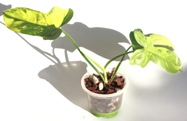 Philodendro Violin Variegado