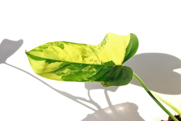 Philodendro Violin Variegado - Imagen 2
