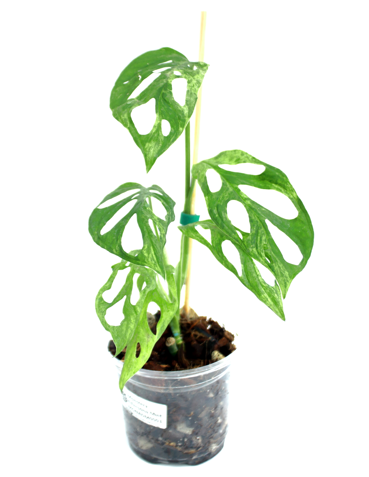 Monstera Adansonii Mint