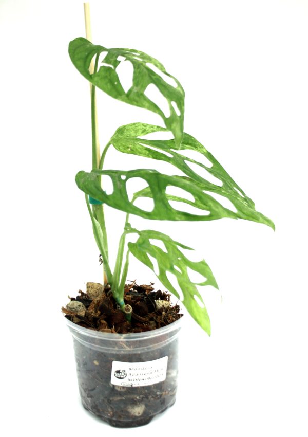 Monstera Adansonii Mint - Imagen 2