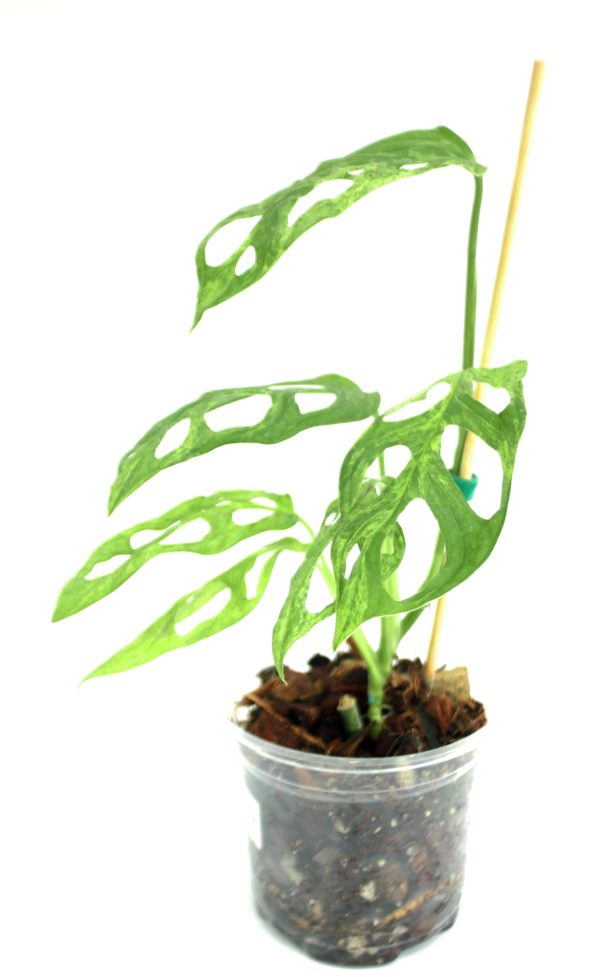 Monstera Adansonii Mint - Imagen 3