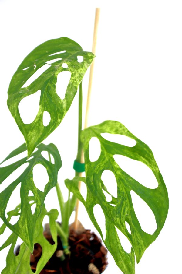 Monstera Adansonii Mint - Imagen 4