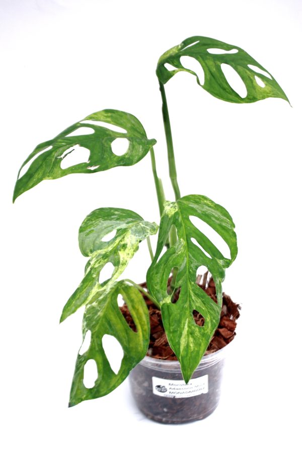 Monstera Adansonii Mint