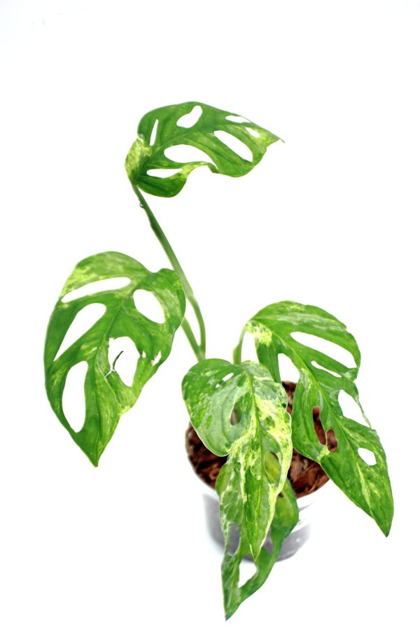 Monstera Adansonii Mint - Imagen 2