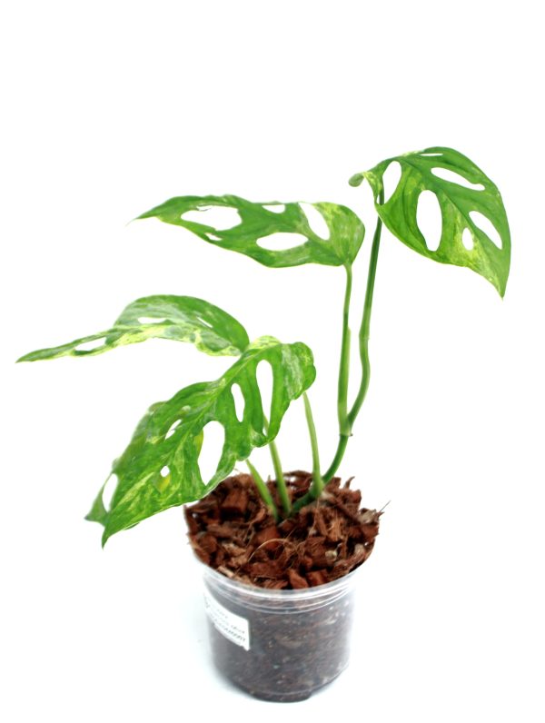 Monstera Adansonii Mint - Imagen 3