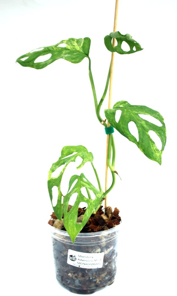 Monstera Adansonii Mint - Imagen 3