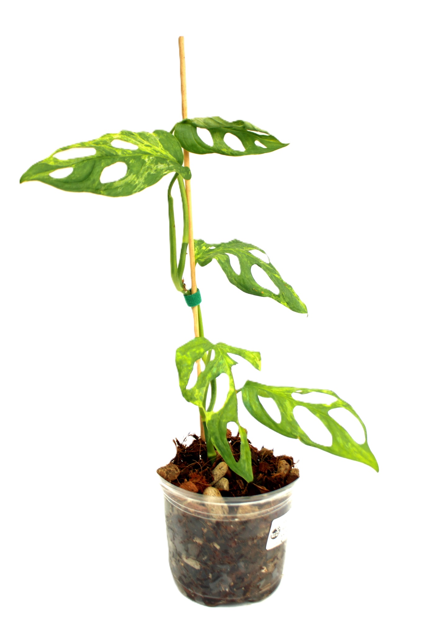 Monstera Adansonii Mint