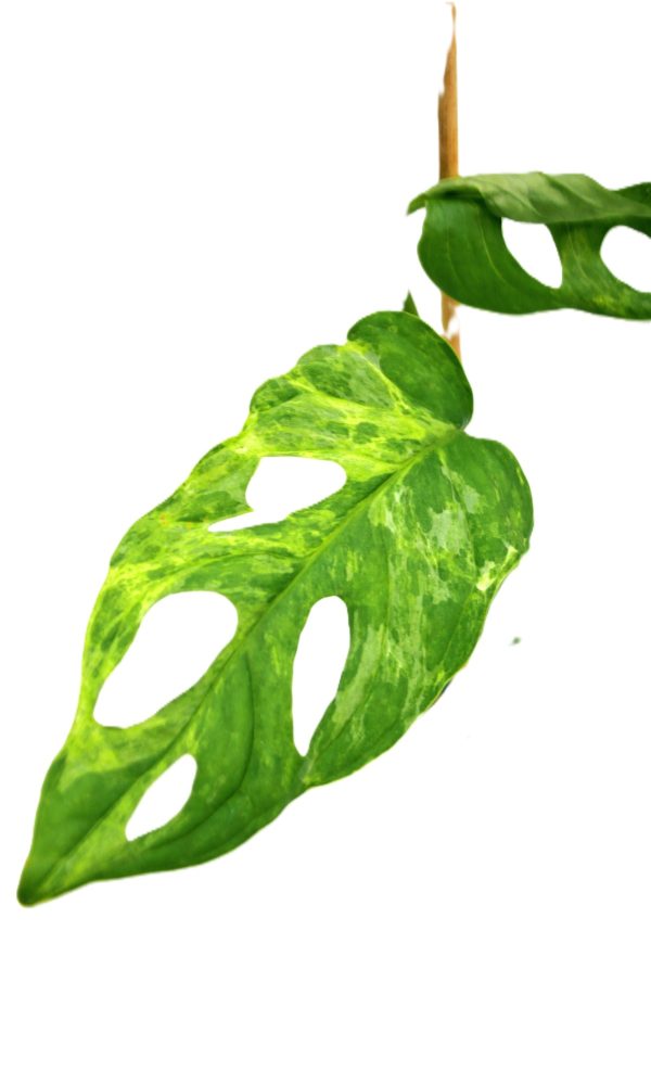 Monstera Adansonii Mint - Imagen 2