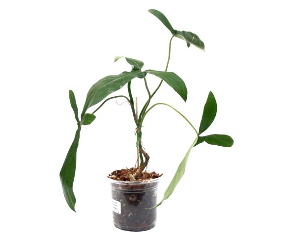 Philodendro Code 69686