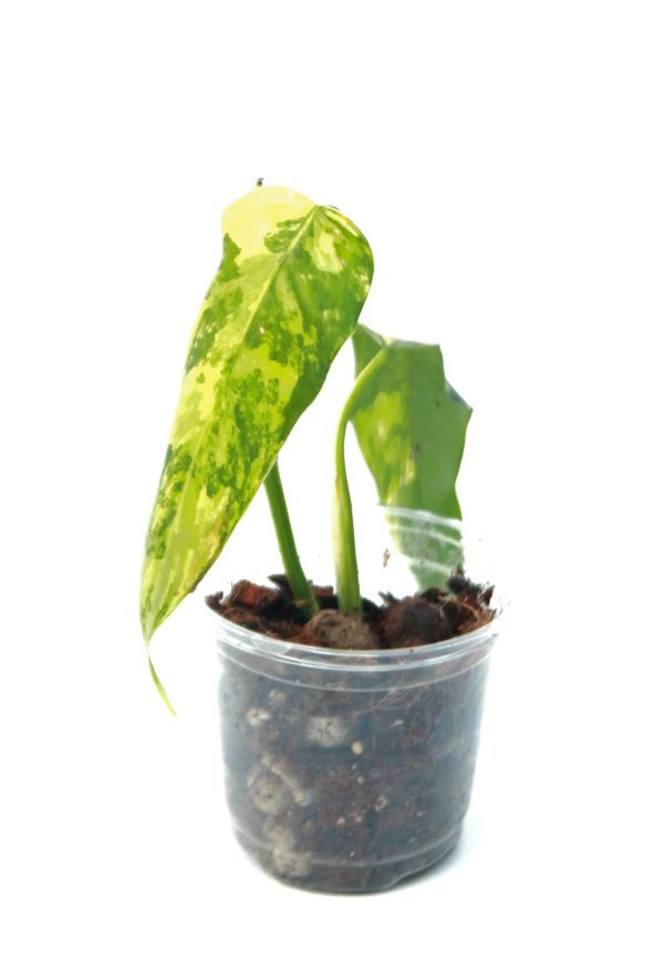 Philodendro Domesticum Variegado