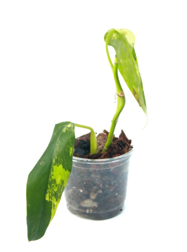 Philodendro Domesticum Variegado - Imagen 2