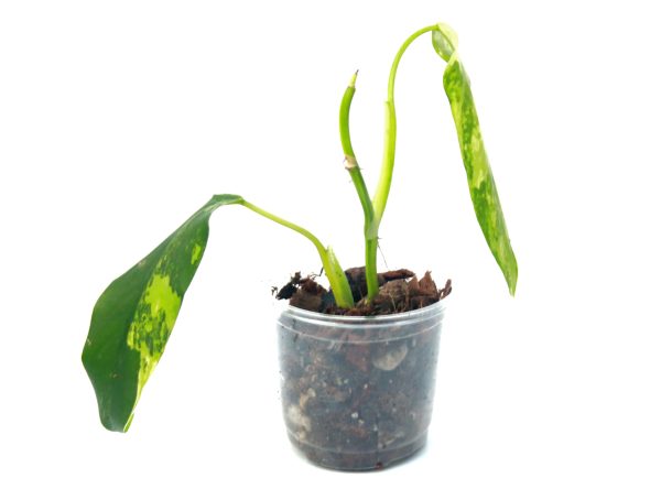 Philodendro Domesticum Variegado - Imagen 3