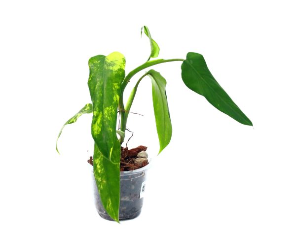 Philodendro Domesticum Variegado - Imagen 3