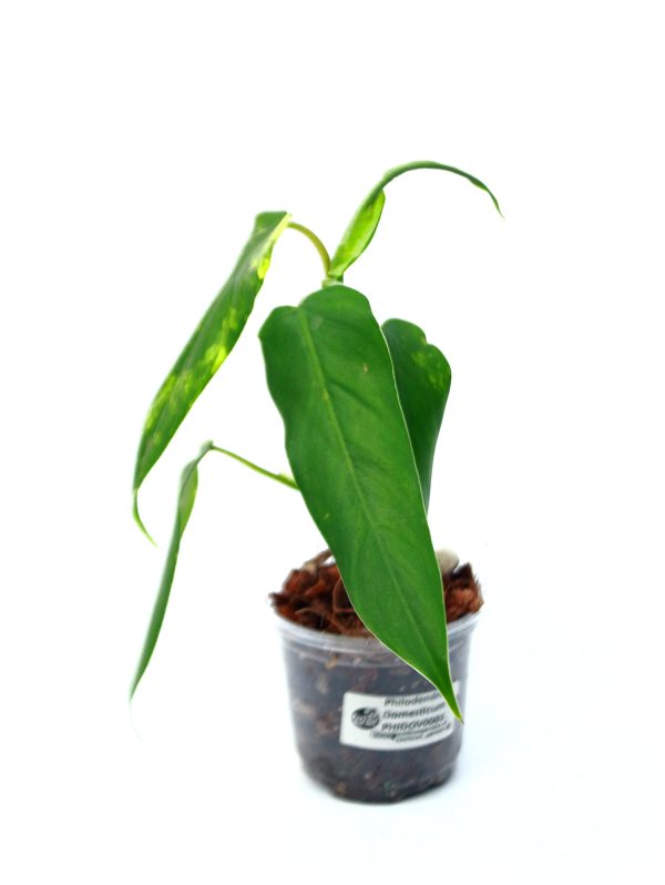 Philodendro Domesticum Variegado - Imagen 2
