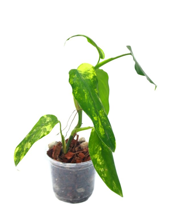Philodendro Domesticum Variegado