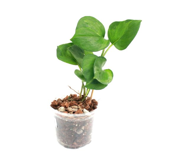 Epipremnum Manjula Mint