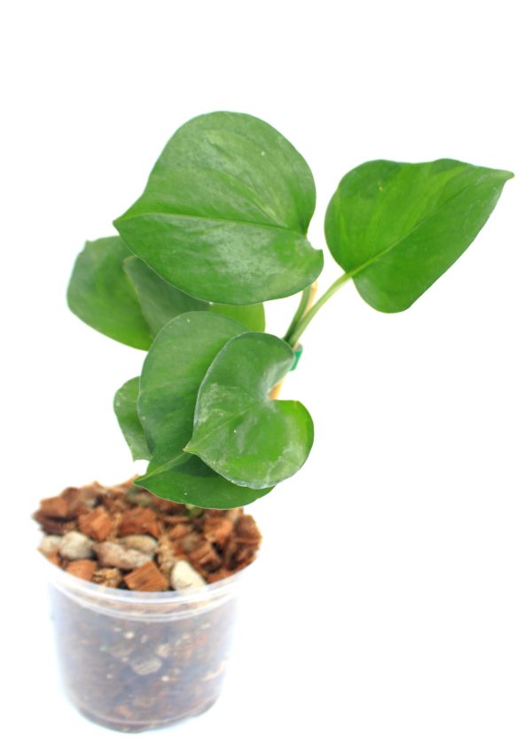 Epipremnum Manjula Mint - Imagen 3