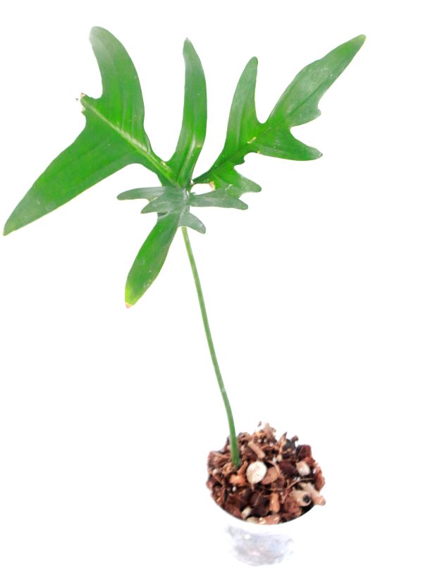 Philodendro Quercifolium