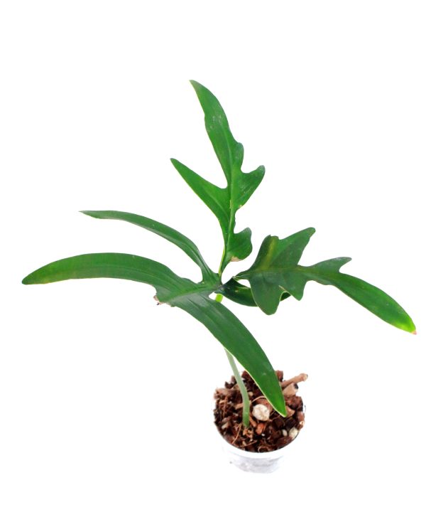Philodendro Quercifolium - Imagen 2