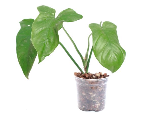 Philodendro Barrosoanum