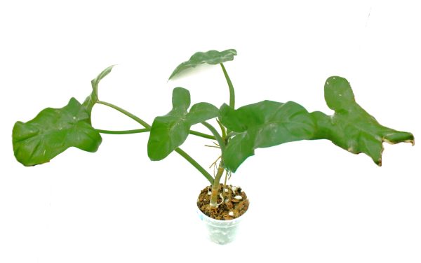 Philodendro Barrosoanum - Imagen 3