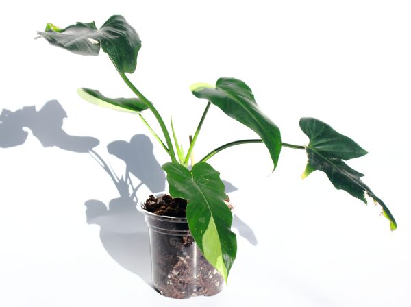 Philodendro Golden Dragon Variegado