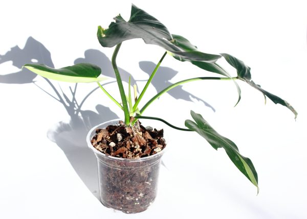 Philodendro Golden Dragon Variegado - Imagen 3