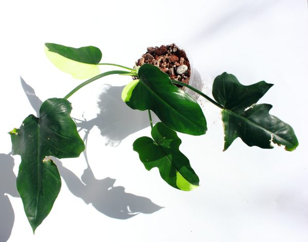 Philodendro Golden Dragon Variegado - Imagen 4