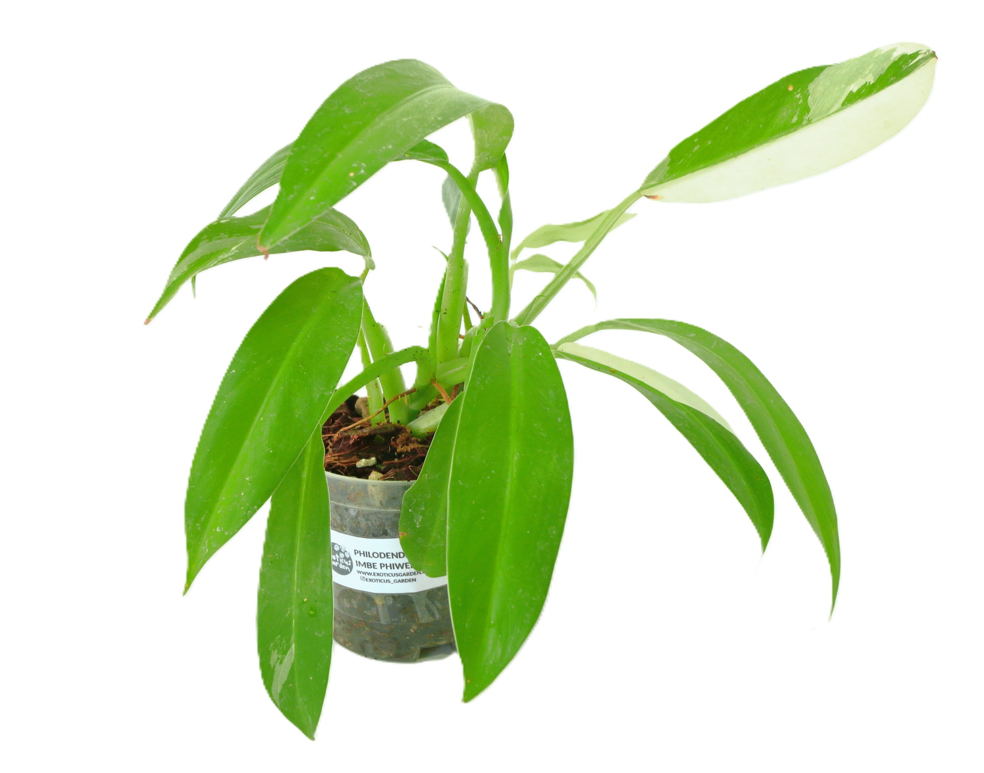 Philodendro Wend Imbe