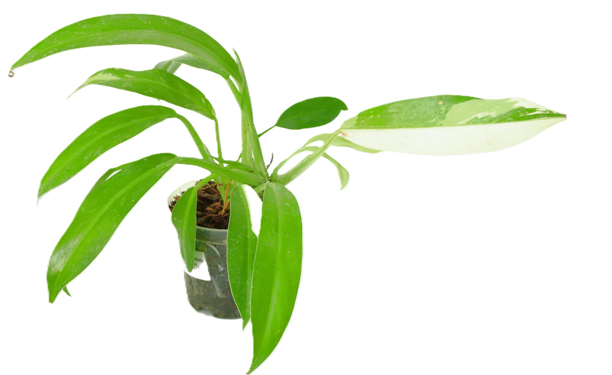 Philodendro Wend Imbe - Imagen 2