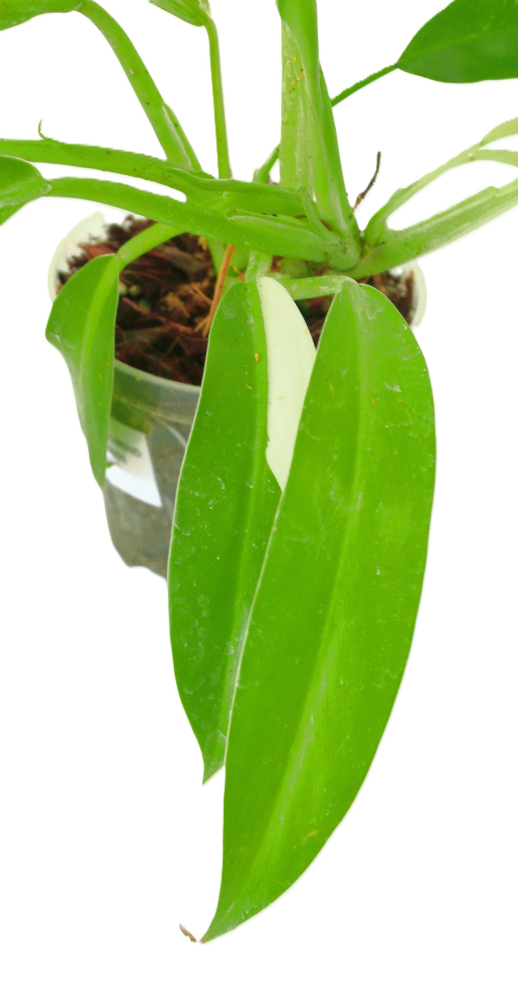 Philodendro Wend Imbe - Imagen 3