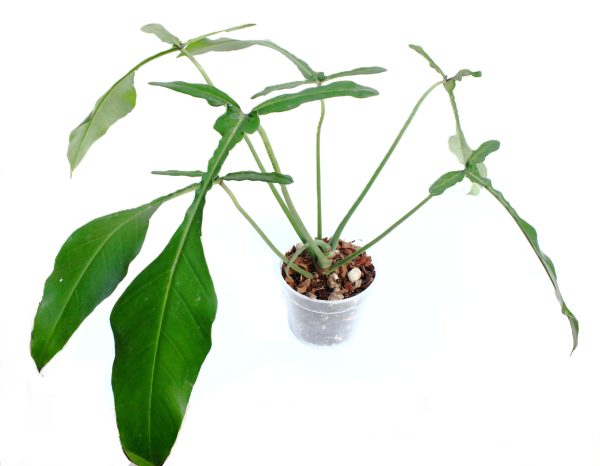 Philodendro Joepii