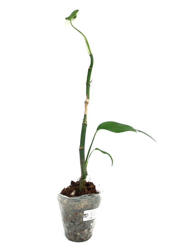 Epipremnum Pinnatum Skeleton Key
