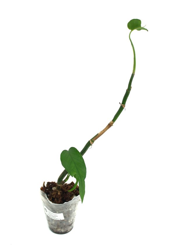 Epipremnum Pinnatum Skeleton Key - Imagen 3