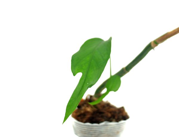 Epipremnum Pinnatum Skeleton Key - Imagen 2