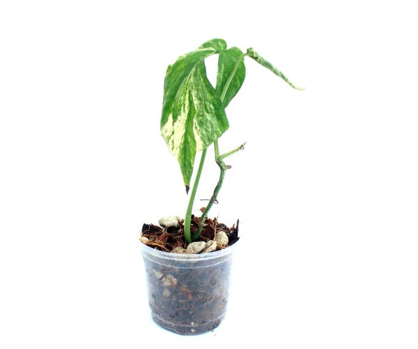 Amydrium Zippelianum Variegado - Imagen 2