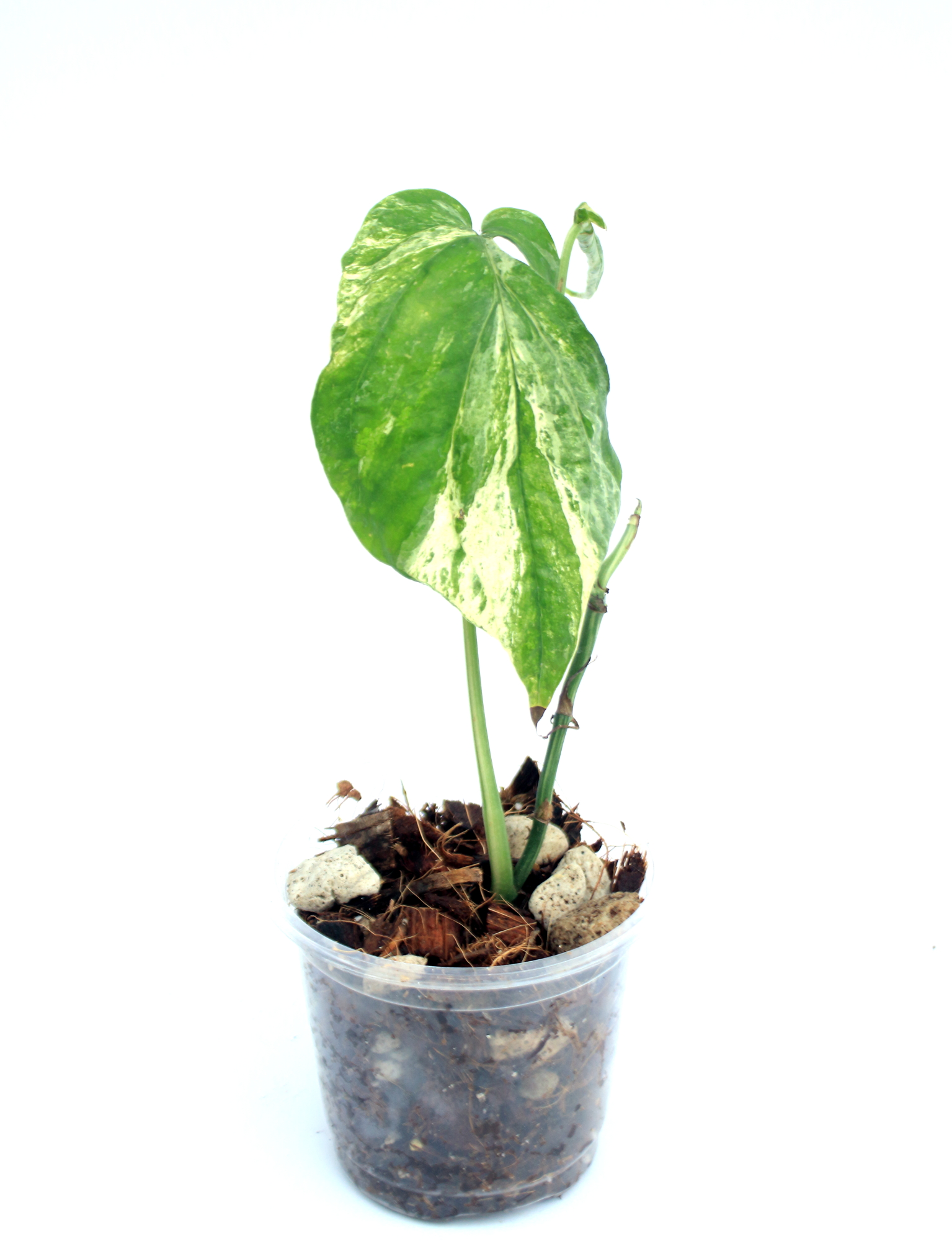 Amydrium Zippelianum Variegado