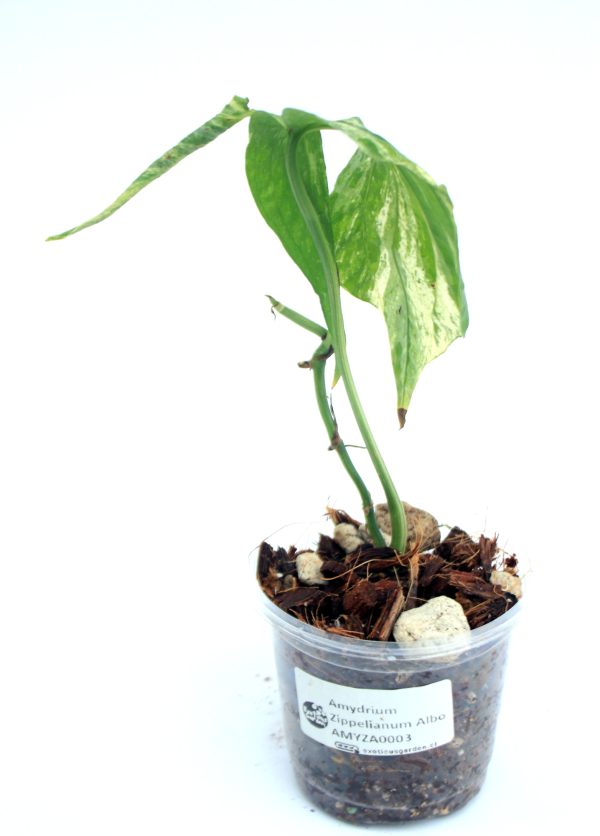 Amydrium Zippelianum Variegado - Imagen 3