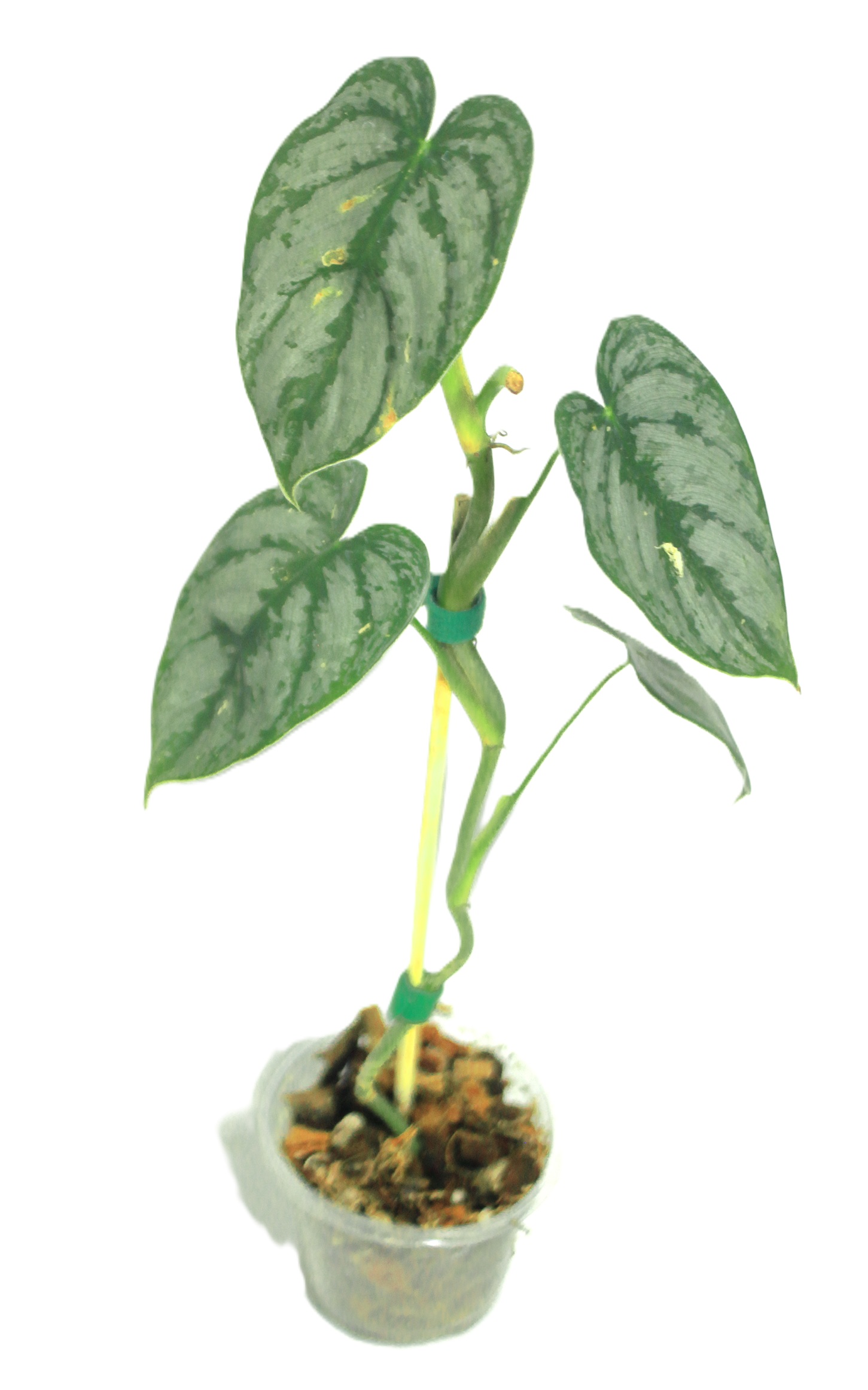 Philodendro Brandtianum