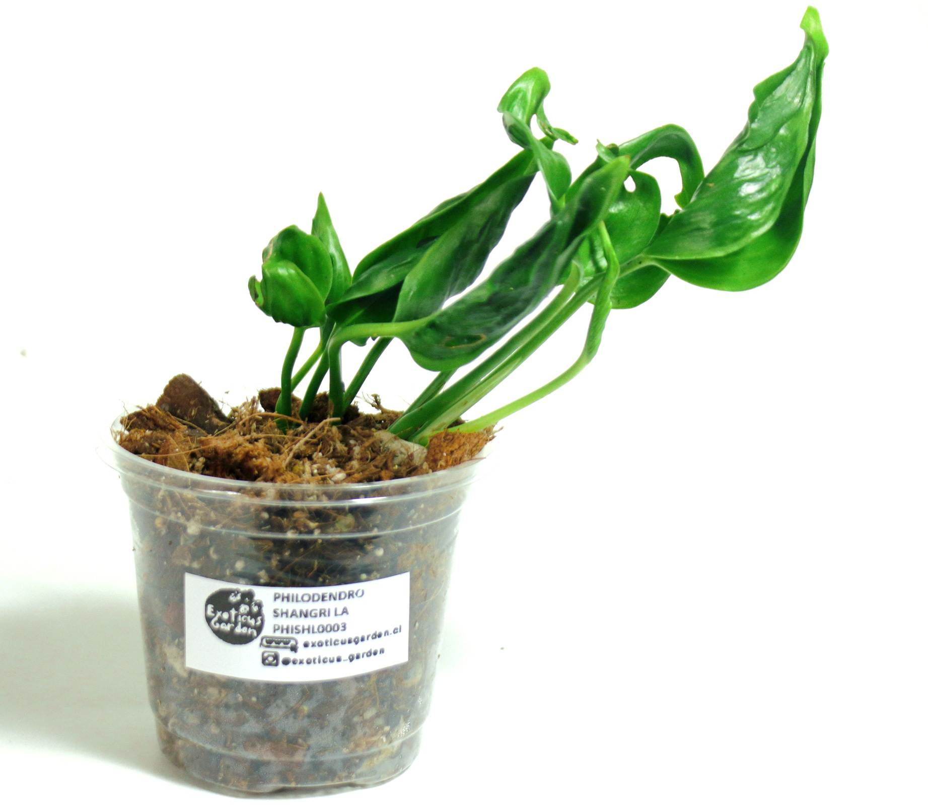 Pothus Shangri-La xs